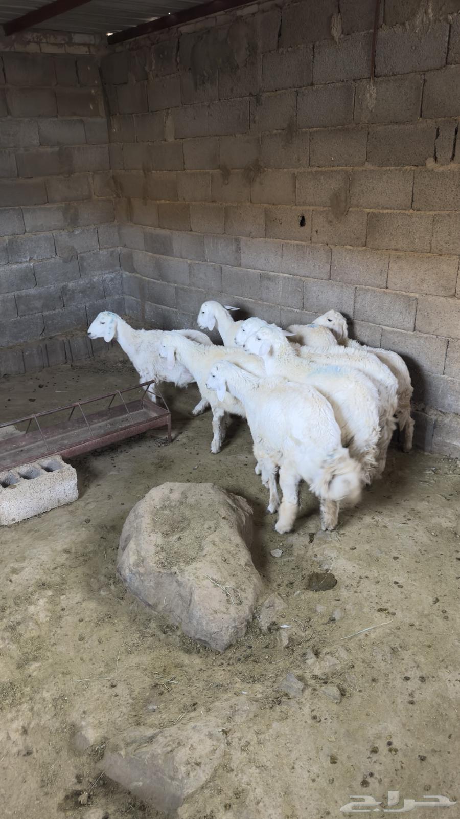 Turkeys for sale with delivery and slaughter service available63758528614402111
