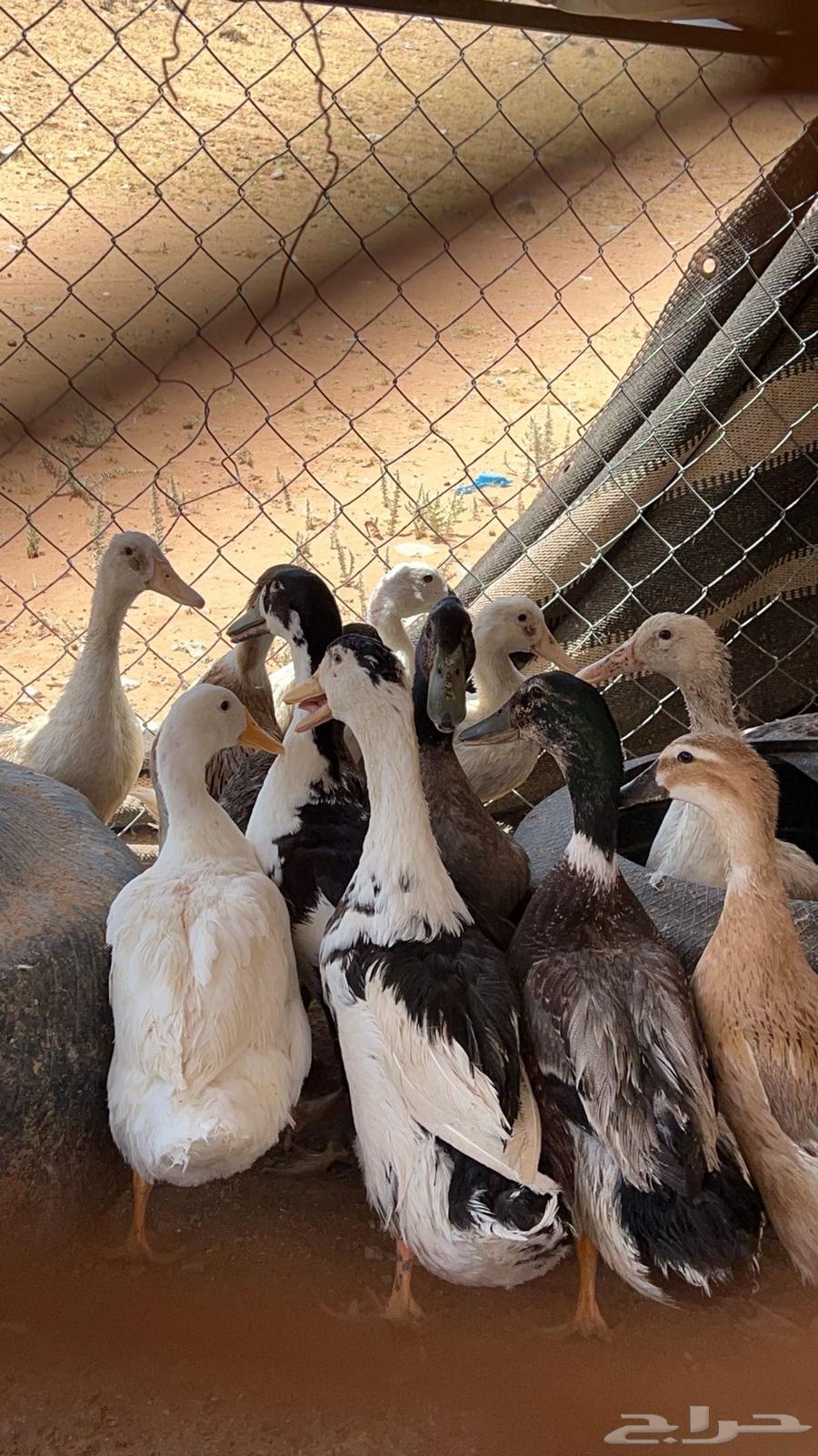 بط بياض تم البيع63754210356995114