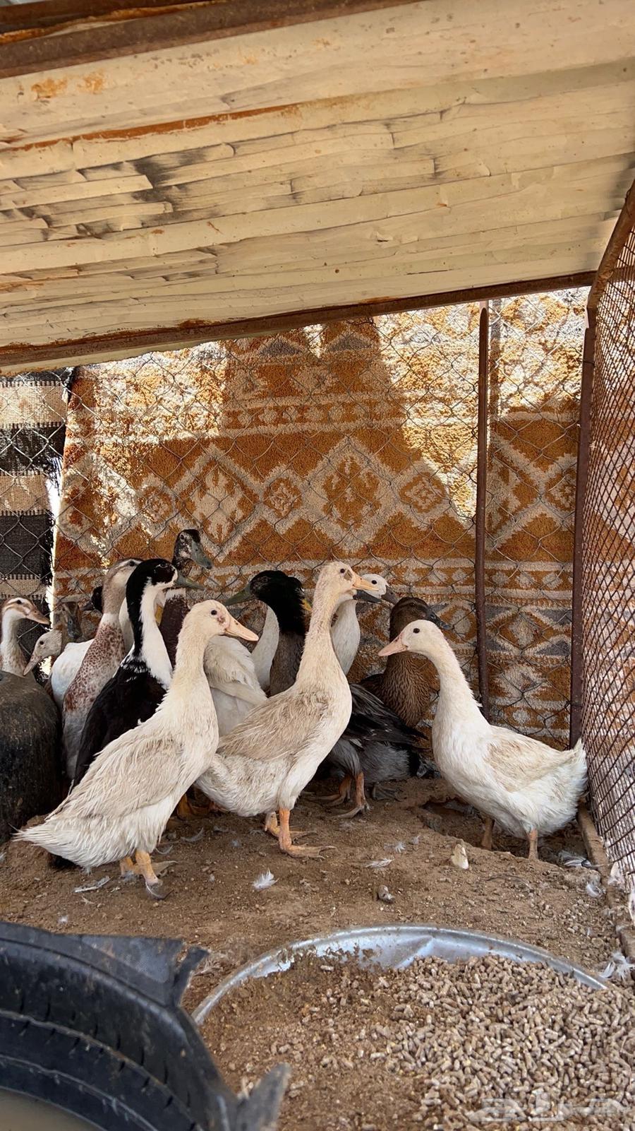 بط بياض تم البيع63754210356995113
