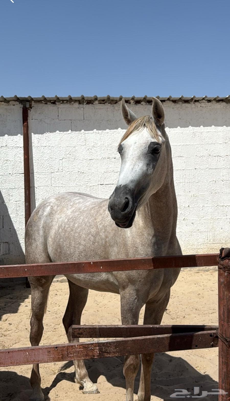 Popular KFU Horse63760387989377114