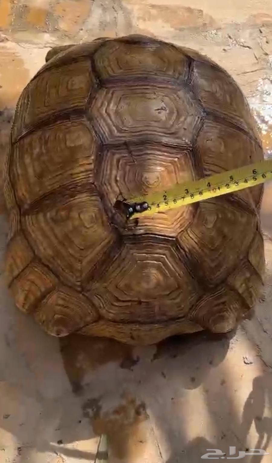 سسللحفااه ضخمه63750812024963111
