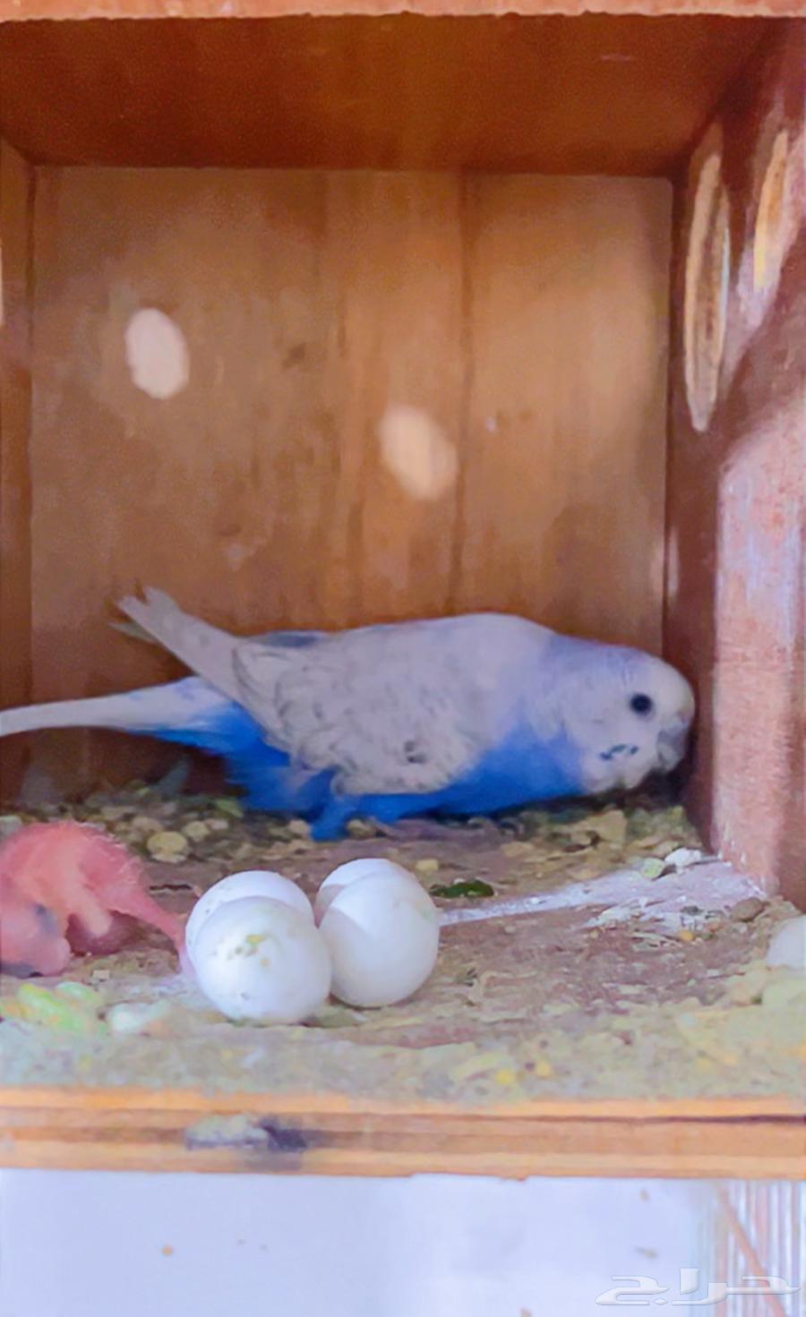 English Budgie Pair ((Sold))63760388071683111