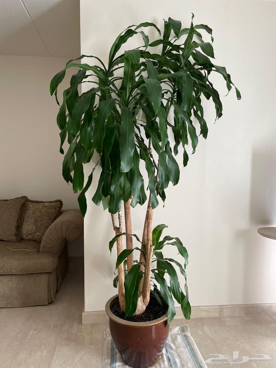 Tree63754411453313110