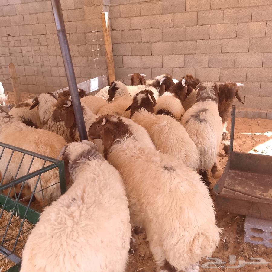 Dhabaih Na3im - Goats - Hary63759821932545111