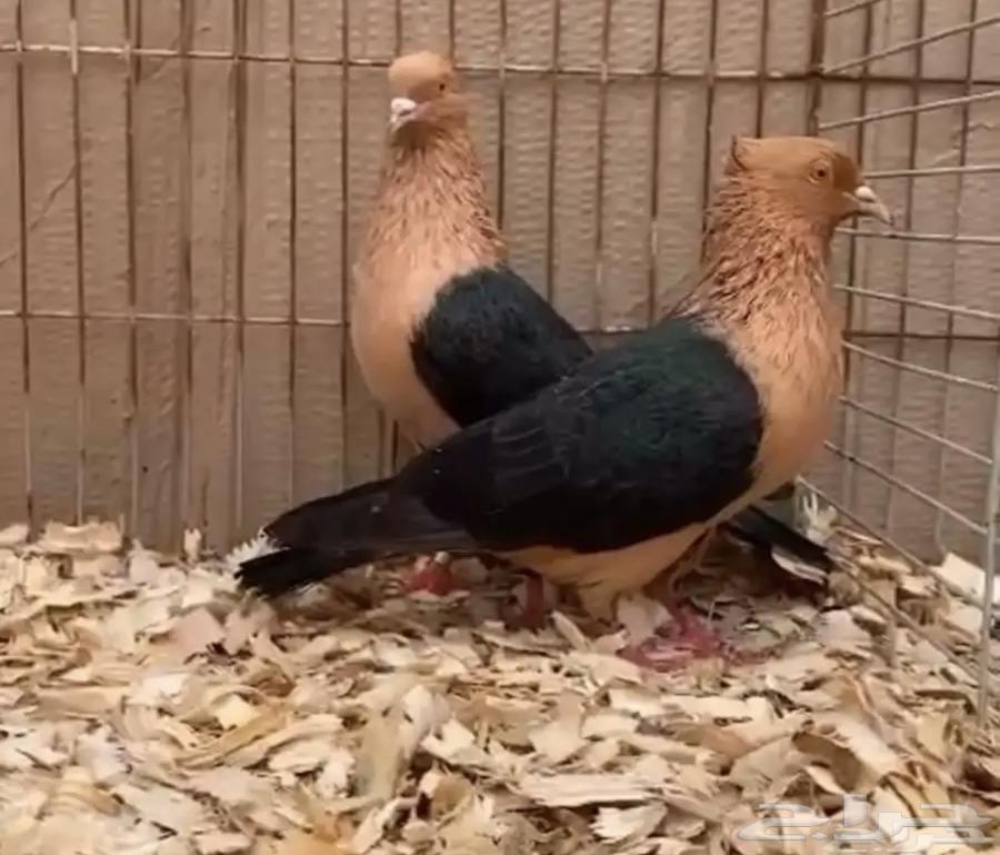 ارشنجل لماع الماني من اصول خوارج نوادر63759037396994110