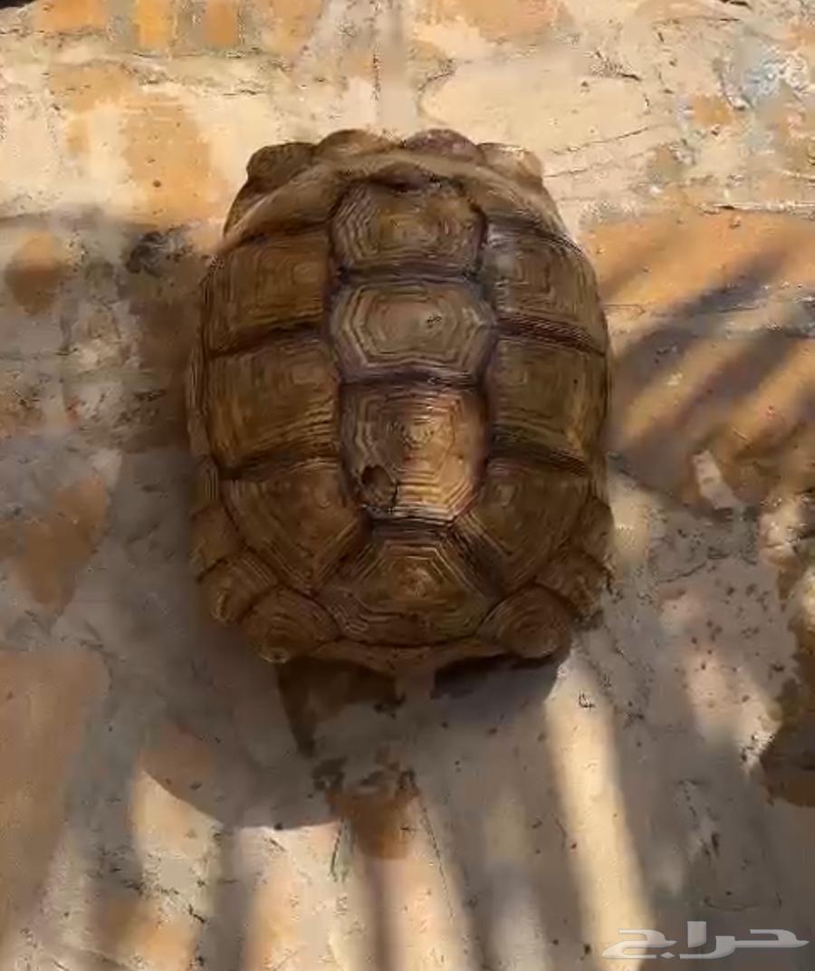 سسللحفااه ضخمه63750812024963114
