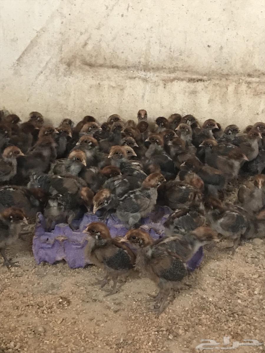 عرض صوص جمله63729475052035110