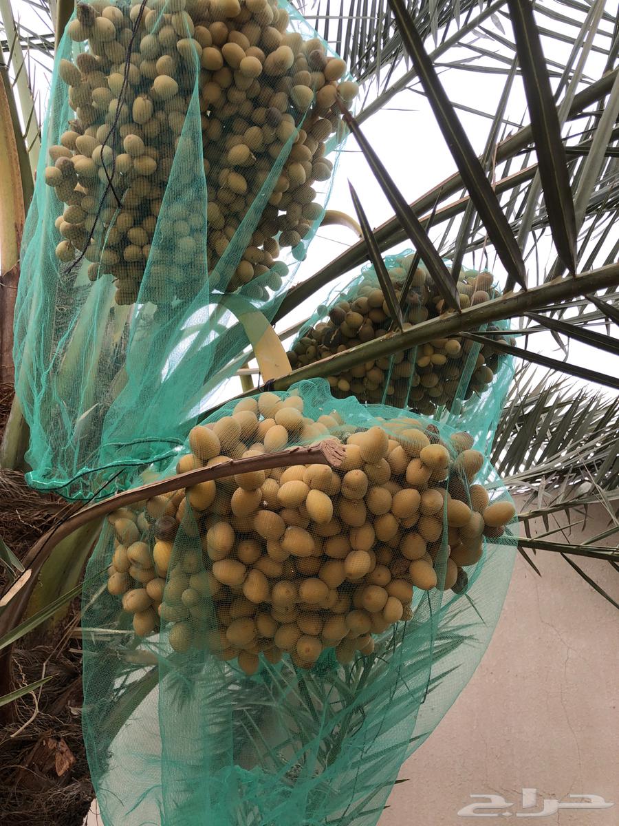 تمر برحي للبيع افضل تمر للبيع63756072073986110