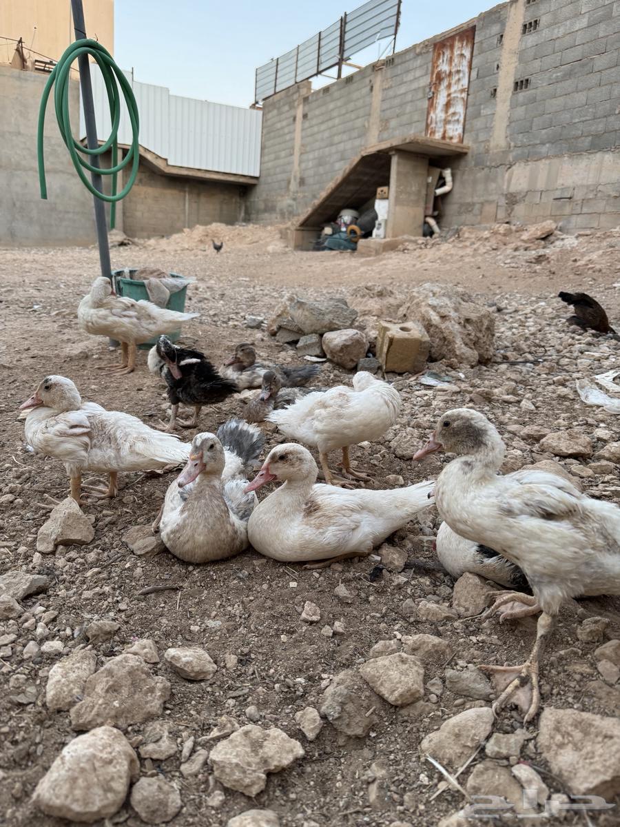 بط للبيع العمر ثلاث شهور ونص63758528680963112