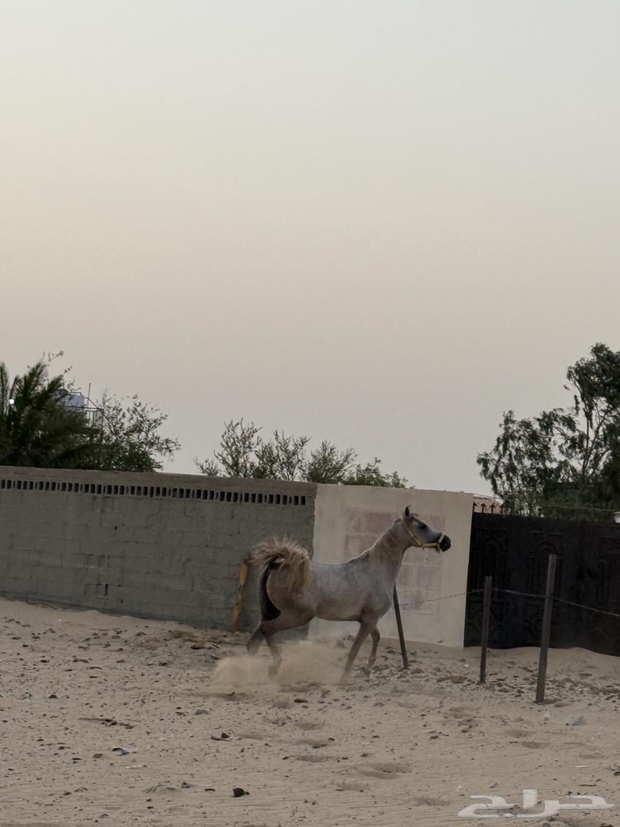 Popular KFU Horse63760387989377112