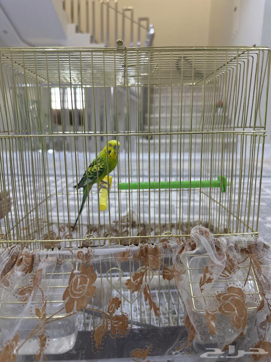 عصفور بادجي للبيع نظيف وسليم اخوه الثاني طار63756853796737110
