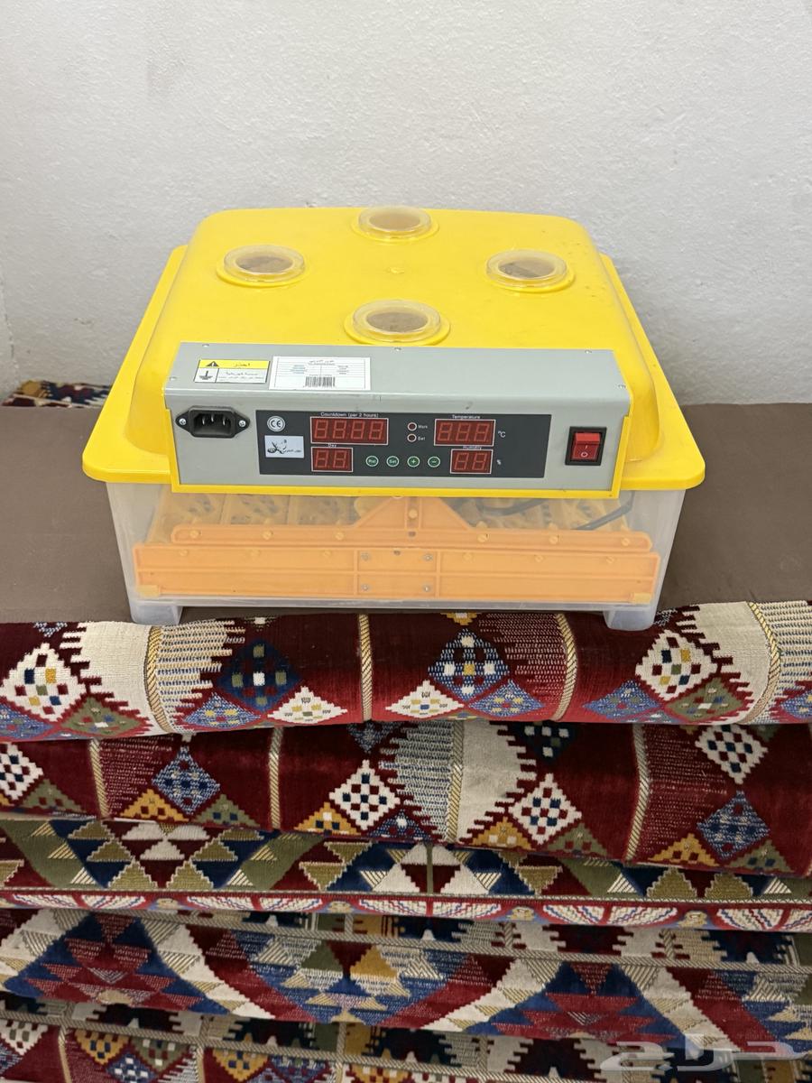 فقاصه 48بيضه للبيع على السوم63758723762945112