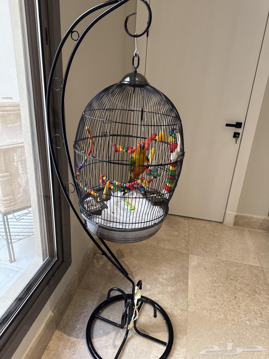 صن كنيور العمر تقريبا 10 اشهر للبيع64417549472001110