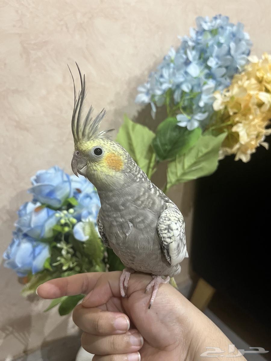 طائر كروان جميل اليف جدا63750525099009114