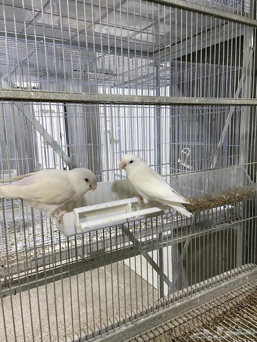 للبيع زوج روز البينو عيون حمر63753430850690110