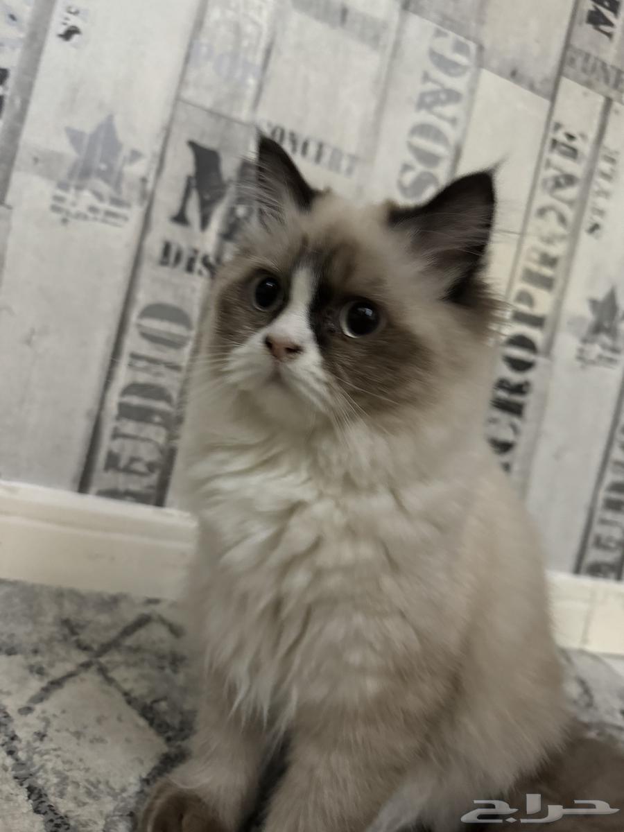 Ragdoll cat for sale63754411469953110