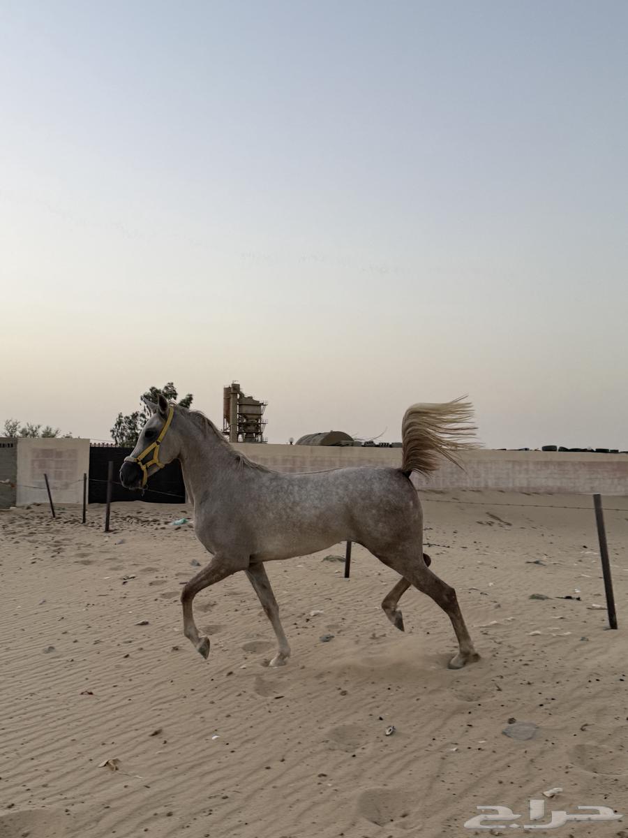 Popular KFU Horse63760387989377110
