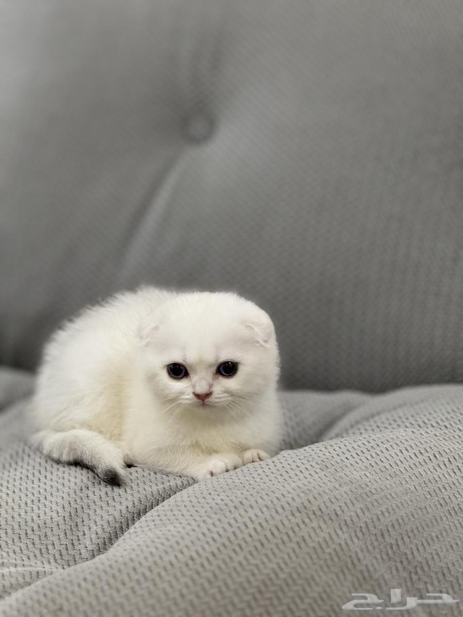 Kitten Scottish Fold Double Triple Level63750525020290110
