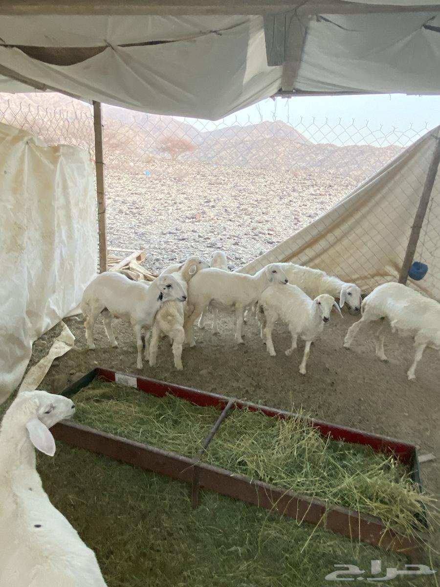 طليان ورخال للبيع63758625025283112