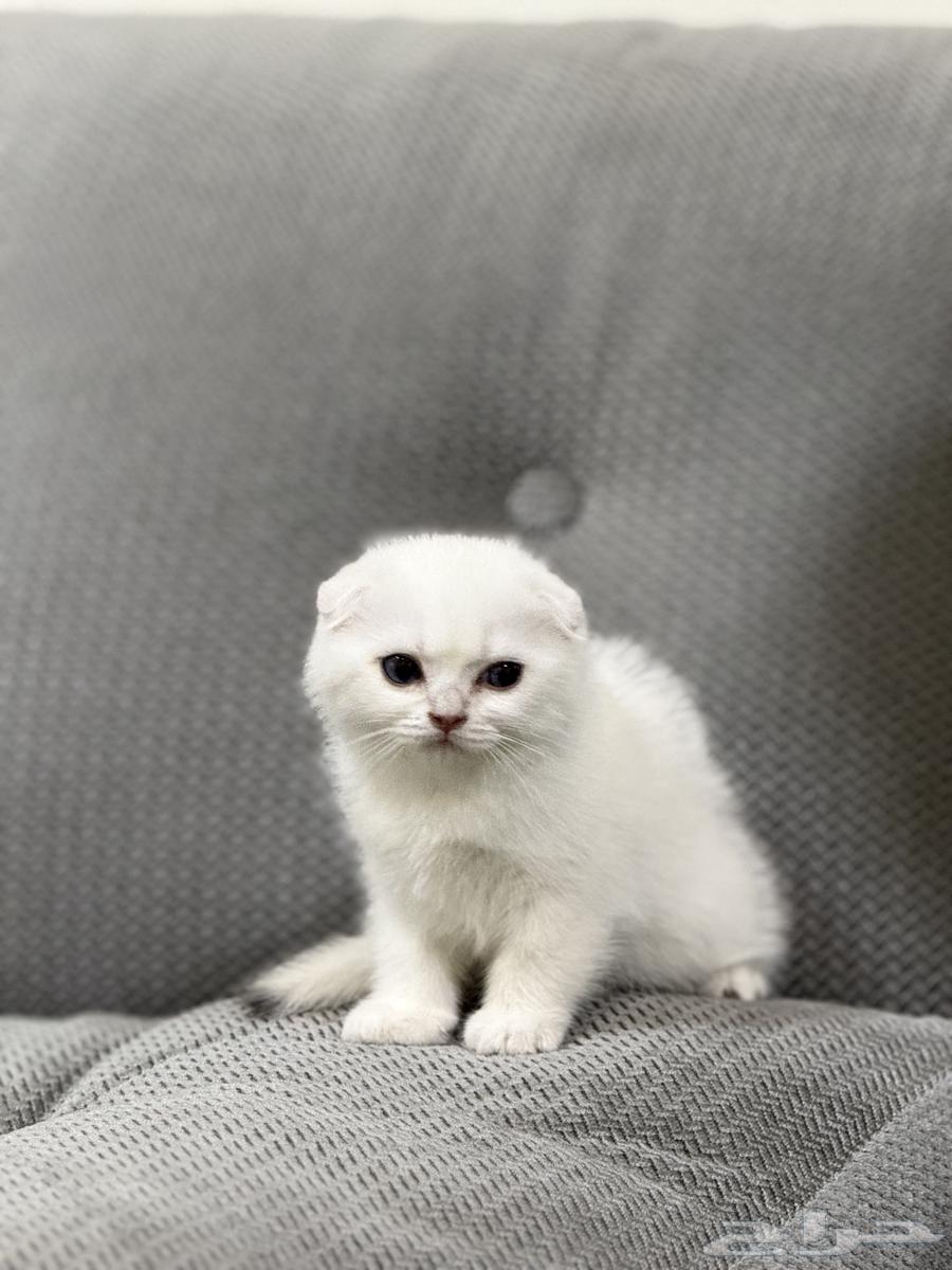 Kitten Scottish Fold Double Triple Level63750525020290111