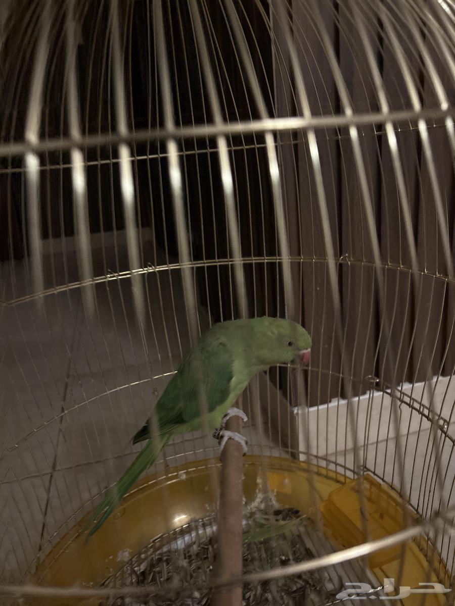Valley bird63667687645313111
