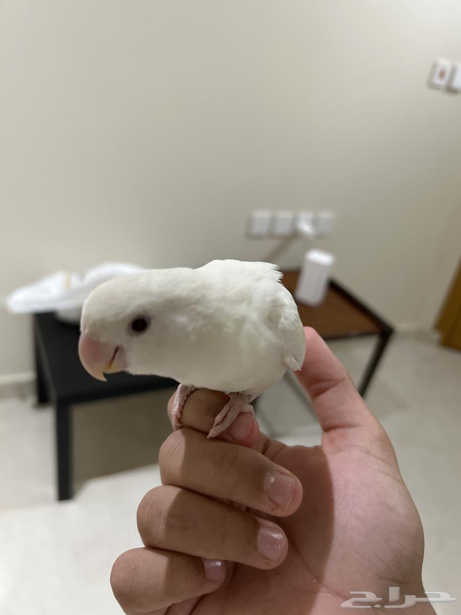 روز عيون حمر البينو صفار خفيف على الريش63761517907075113