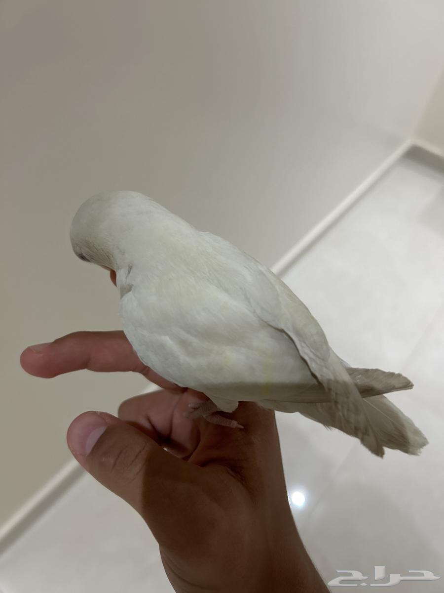 روز عيون حمر البينو صفار خفيف على الريش63761517907075111