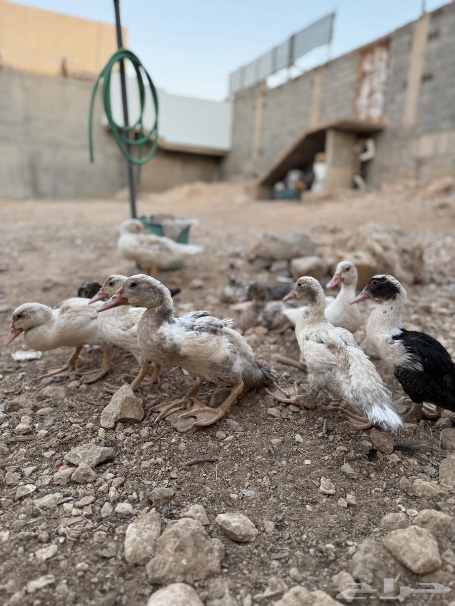 بط للبيع العمر ثلاث شهور ونص63758528680963111
