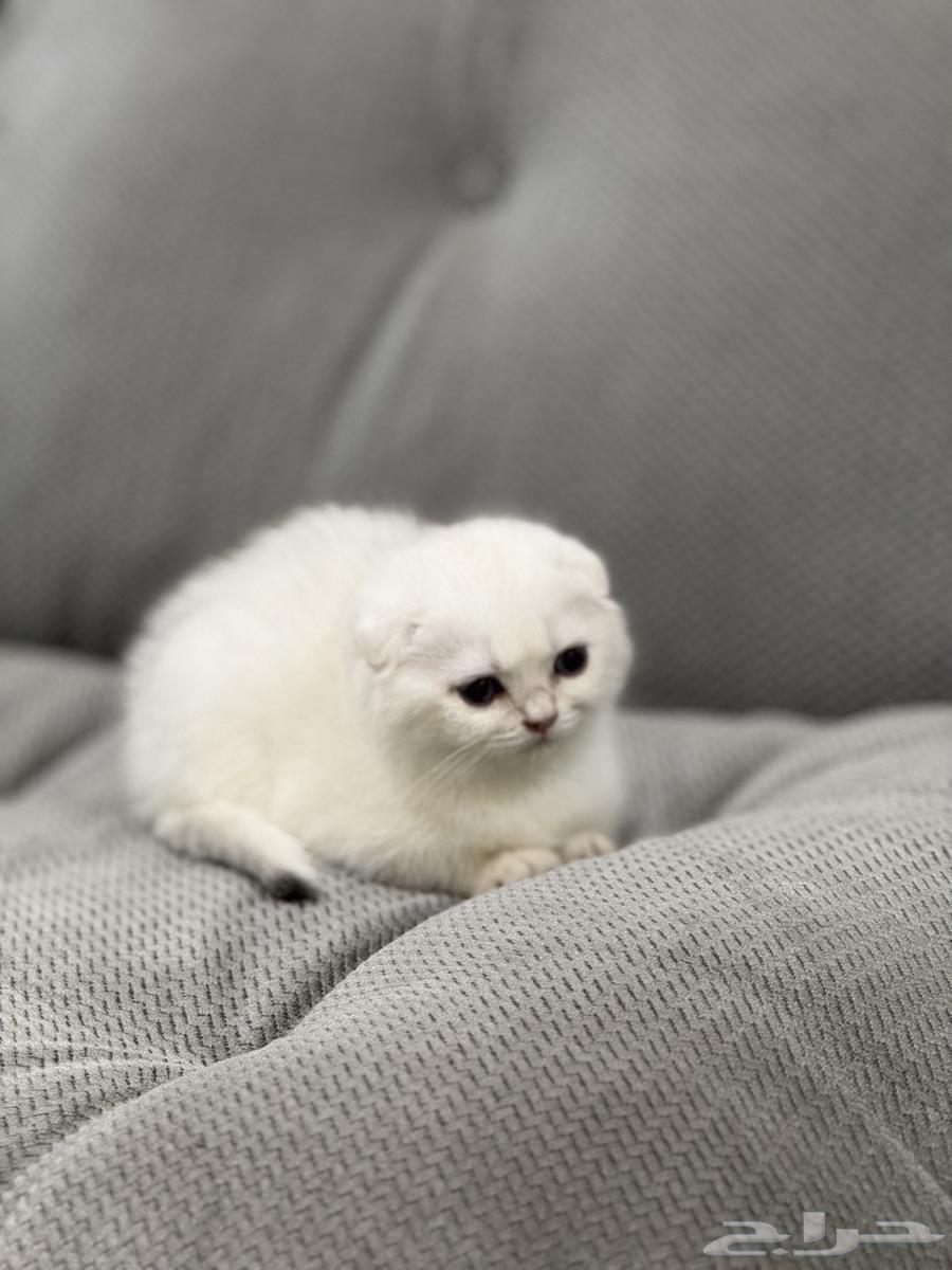 Kitten Scottish Fold Double Triple Level63750525020290112