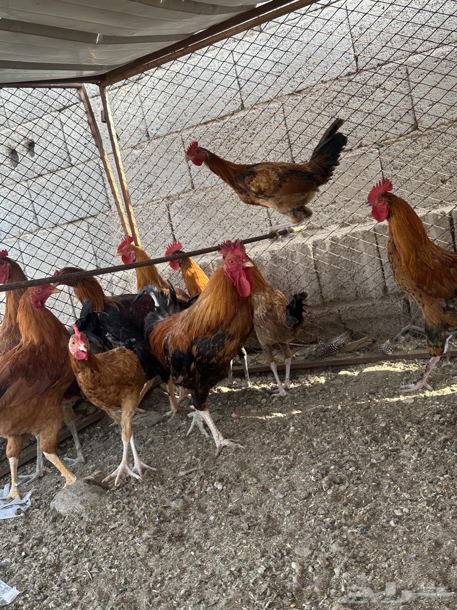 ديكه بلدي بر مشروطه انها انتاج وليس فقاسه63750338041219113