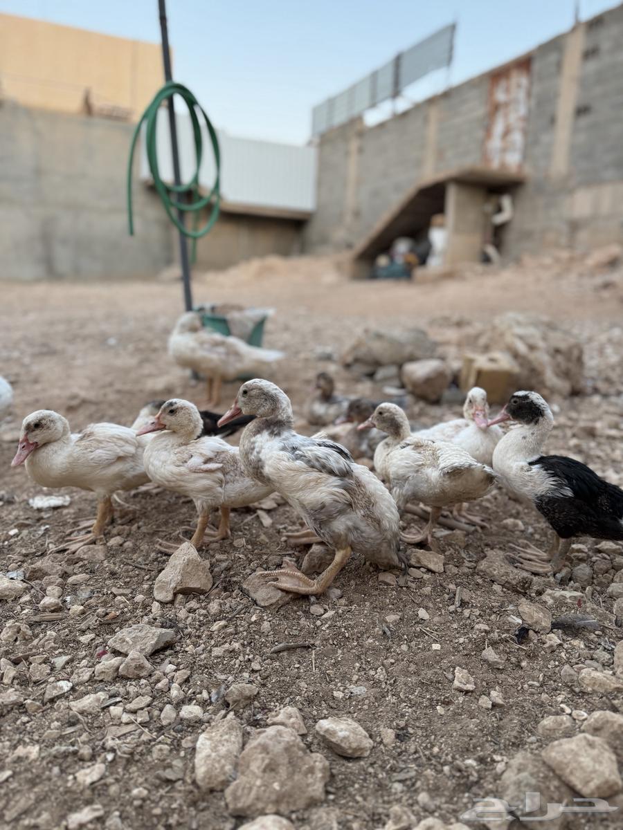 بط للبيع العمر ثلاث شهور ونص63758528680963110