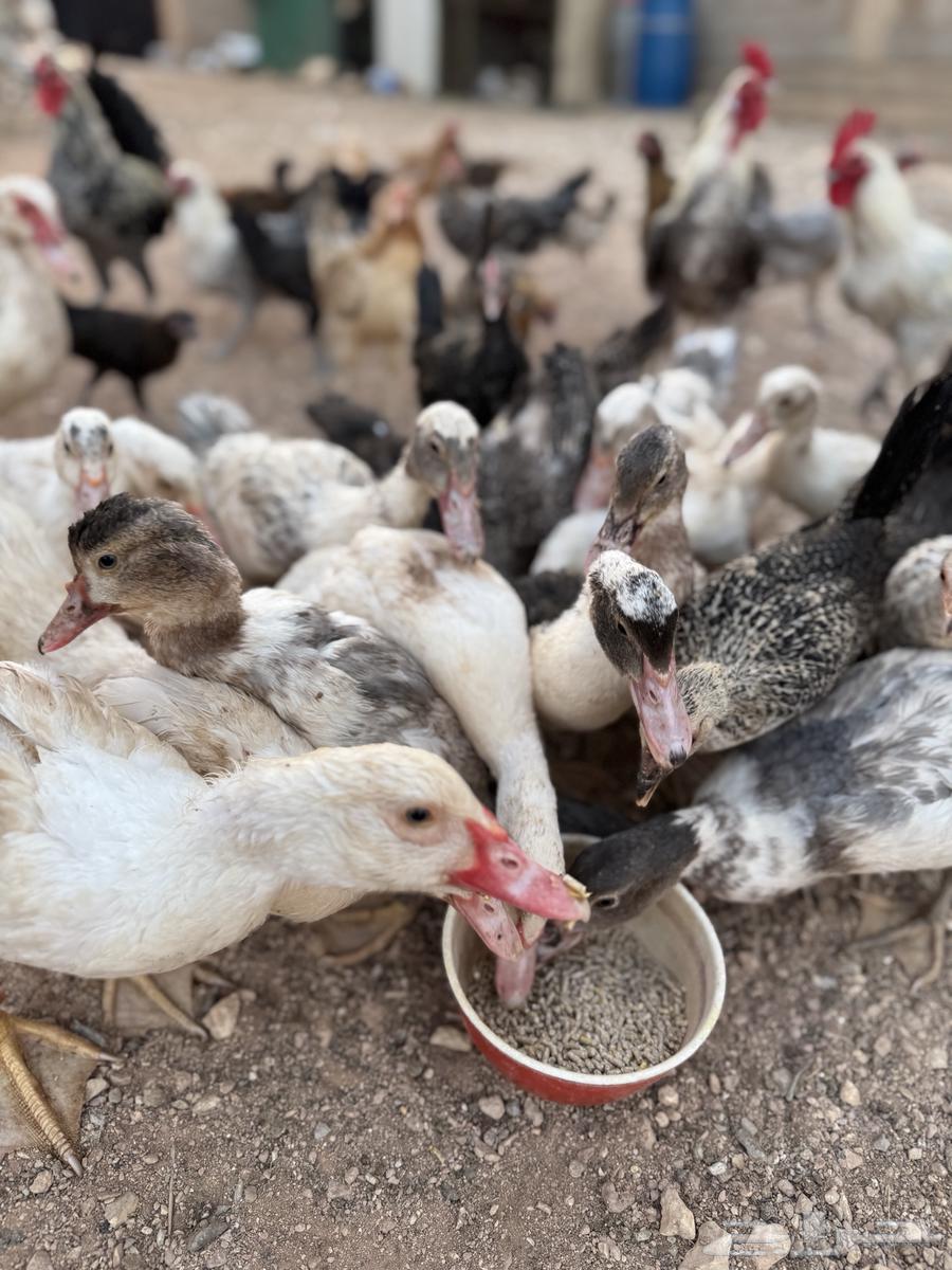بط للبيع العمر ثلاث شهور ونص63758528680963114