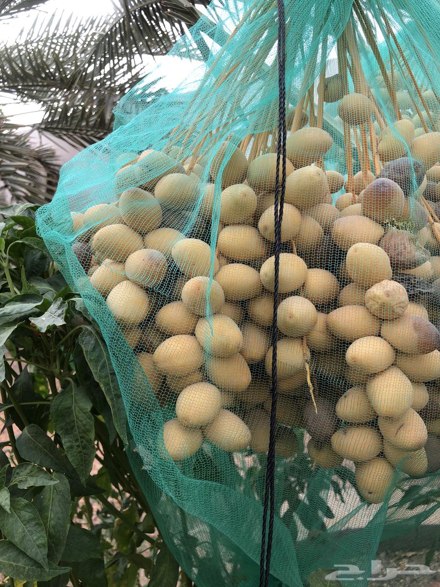تمر برحي للبيع افضل تمر للبيع63756072073986111