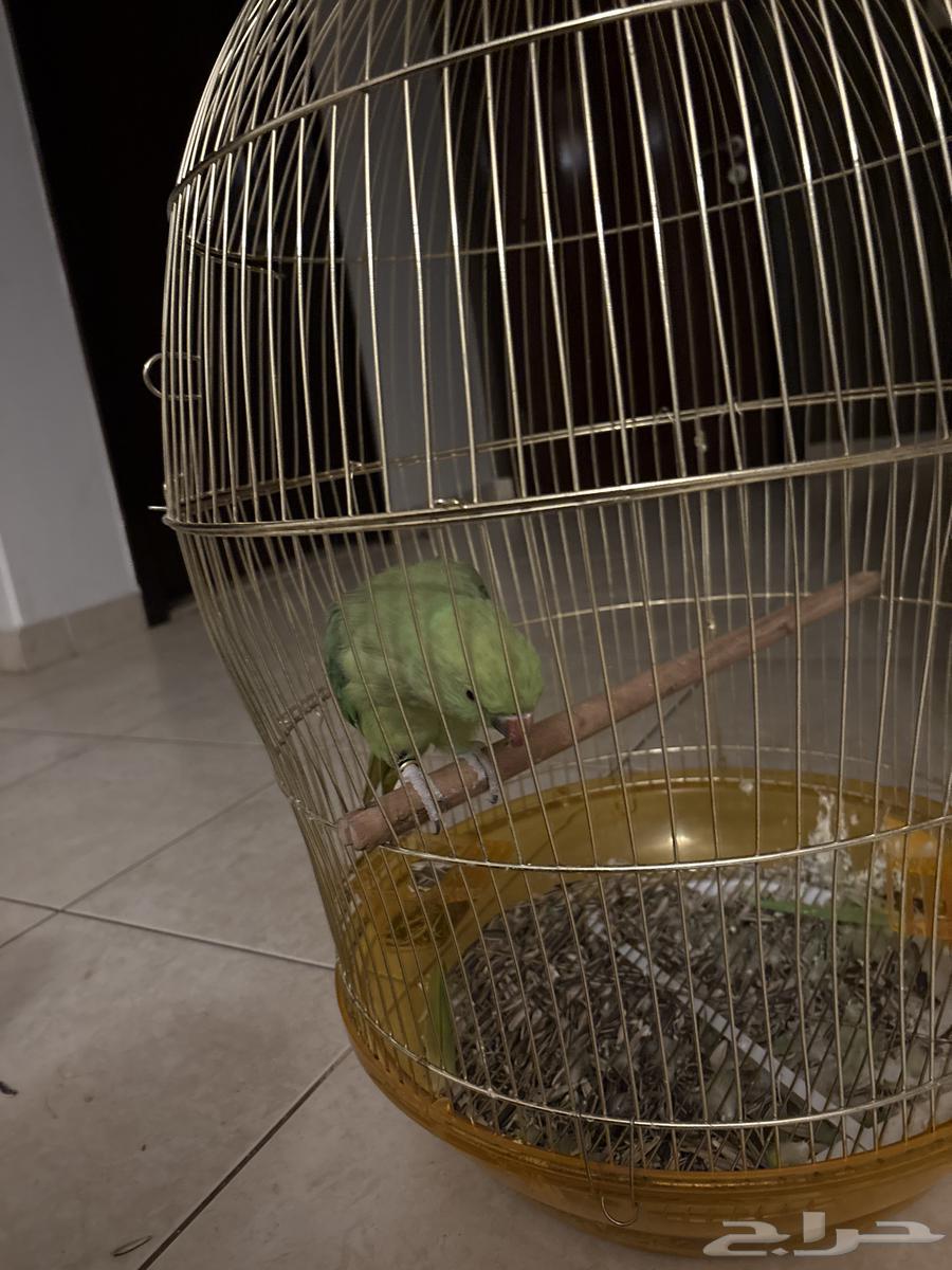 Valley bird63667687645313112