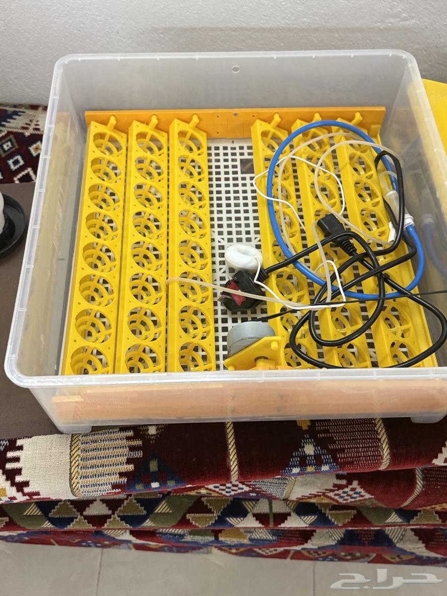 فقاصه 48بيضه للبيع على السوم63758723762945111