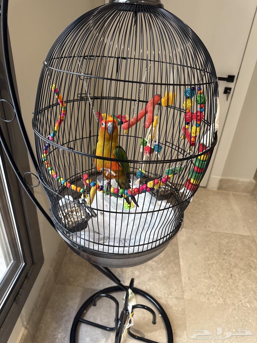 صن كنيور العمر تقريبا 10 اشهر للبيع64417549472001111