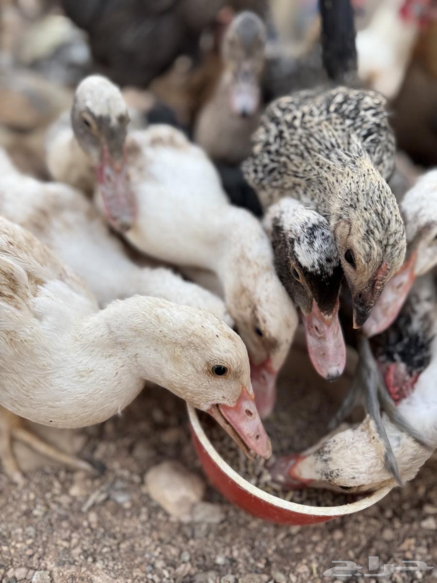 بط للبيع العمر ثلاث شهور ونص63758528680963113