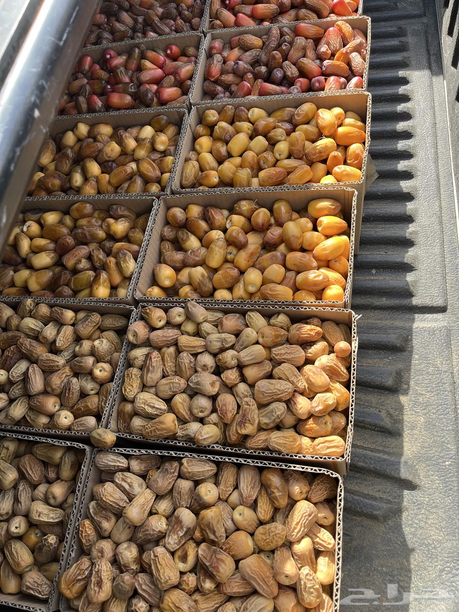 Zero, Burni, and Qasba dates, full harvest for sale directly from the owner63755779398529110