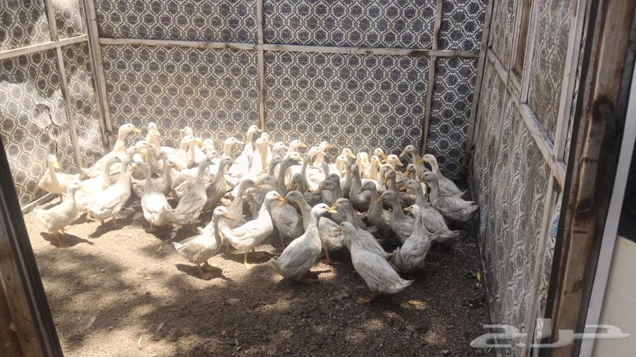 بط للبيع63753539074947111