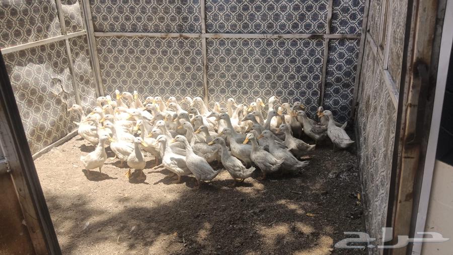 بط للبيع63753539074947110