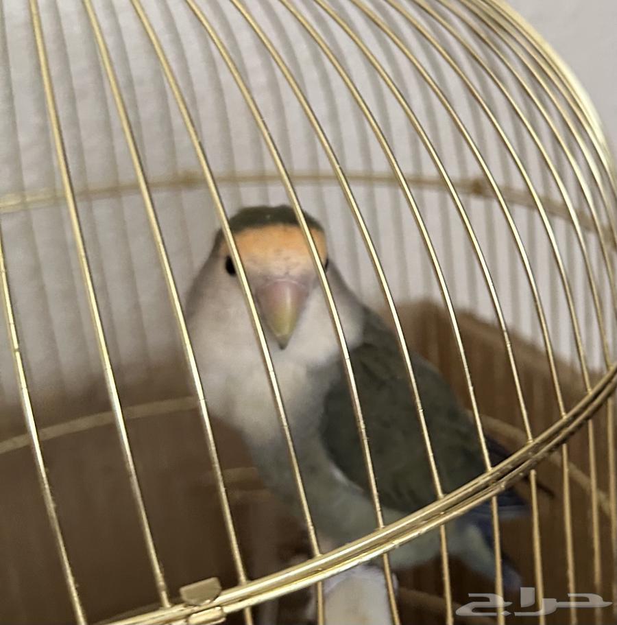 انثى روز للبيع وشبكها واكلها معاها مجانا63754411461506110