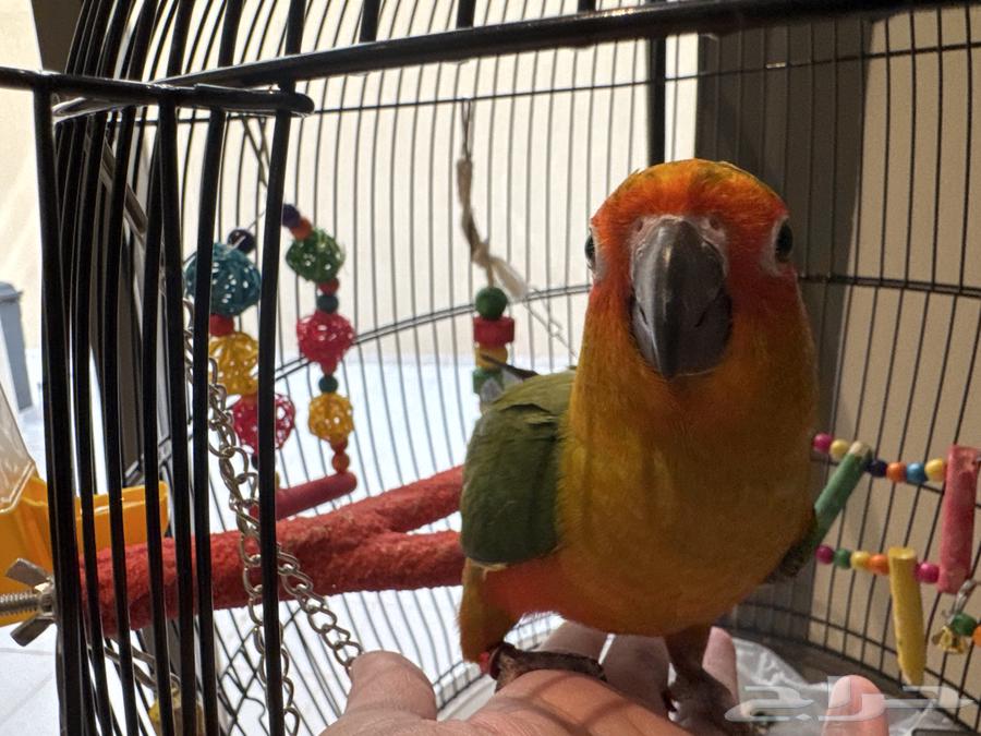 صن كنيور العمر تقريبا 10 اشهر للبيع64417549472001112