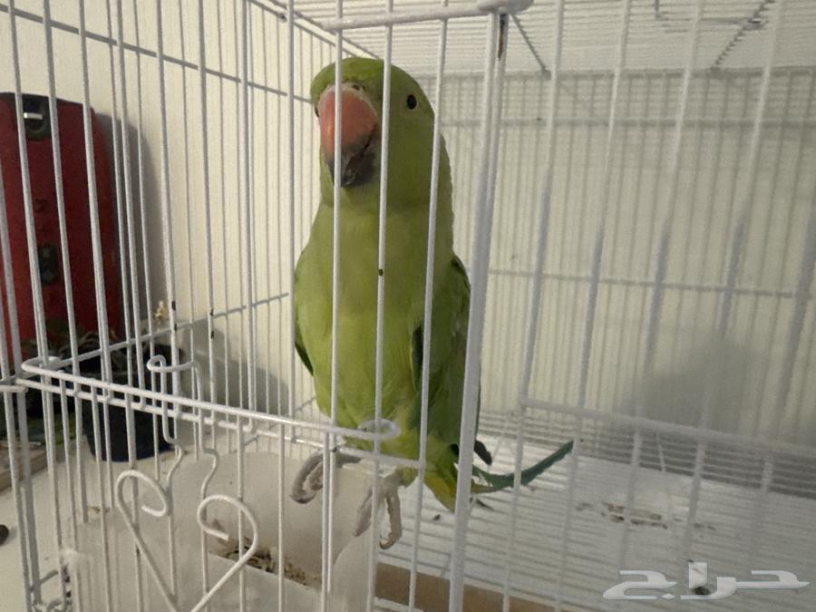 بغبغاء دره هندي للبيع63752546615681110