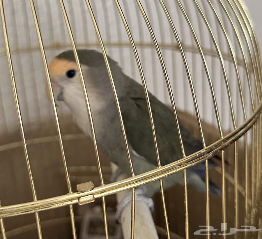 انثى روز للبيع وشبكها واكلها معاها مجانا63754411461506111