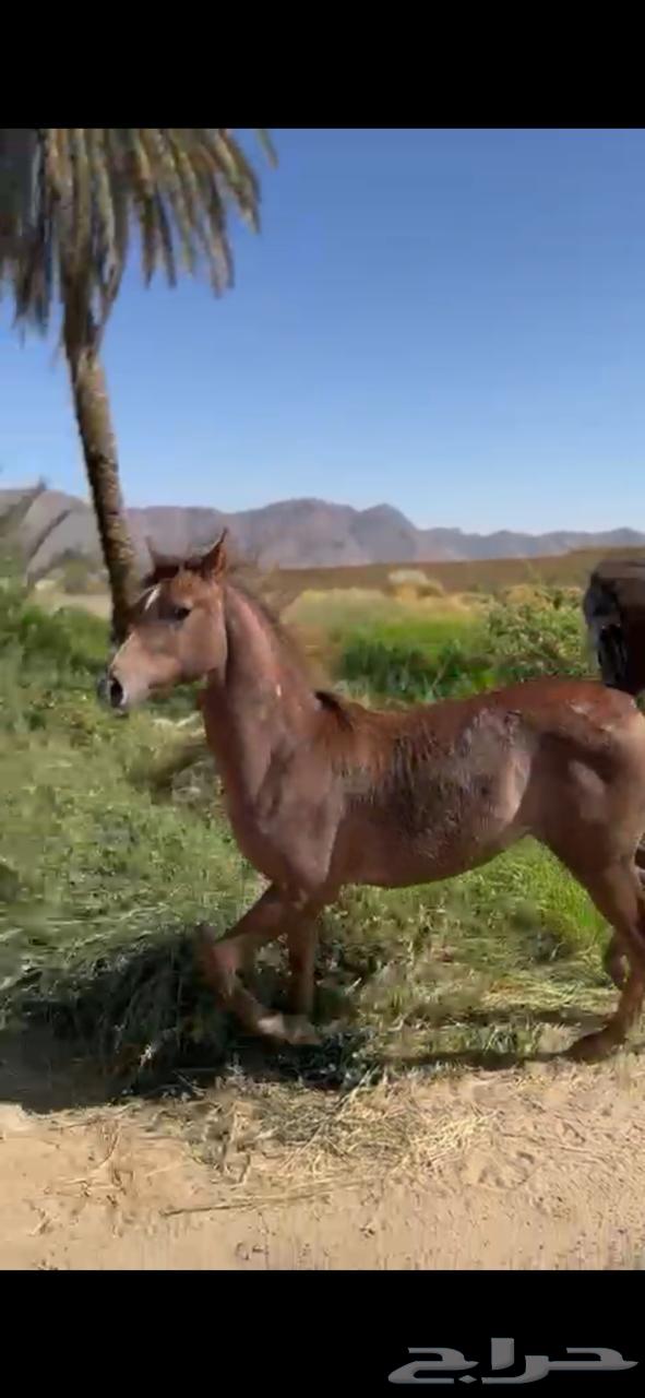 Hot foal for sale63751763558403111