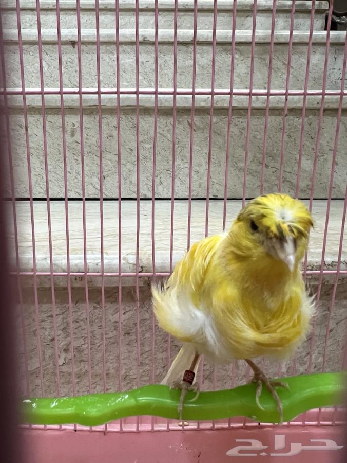 كناري ملفوف جميل لايعاني من اي امراض صحة جيدة محجل ذكر63754806881411111
