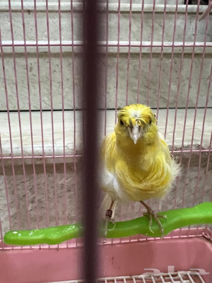 كناري ملفوف جميل لايعاني من اي امراض صحة جيدة محجل ذكر63754806881411110