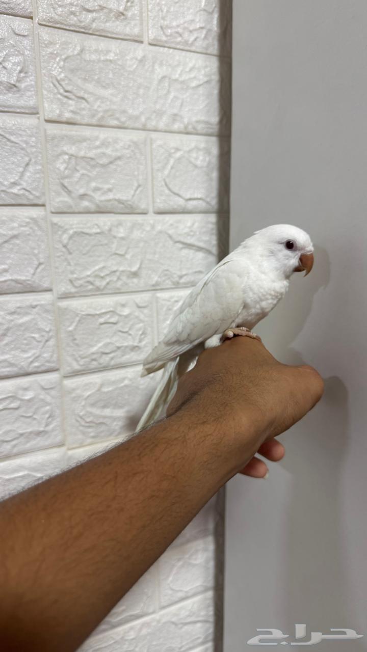 Quaker Baby63382326350978119