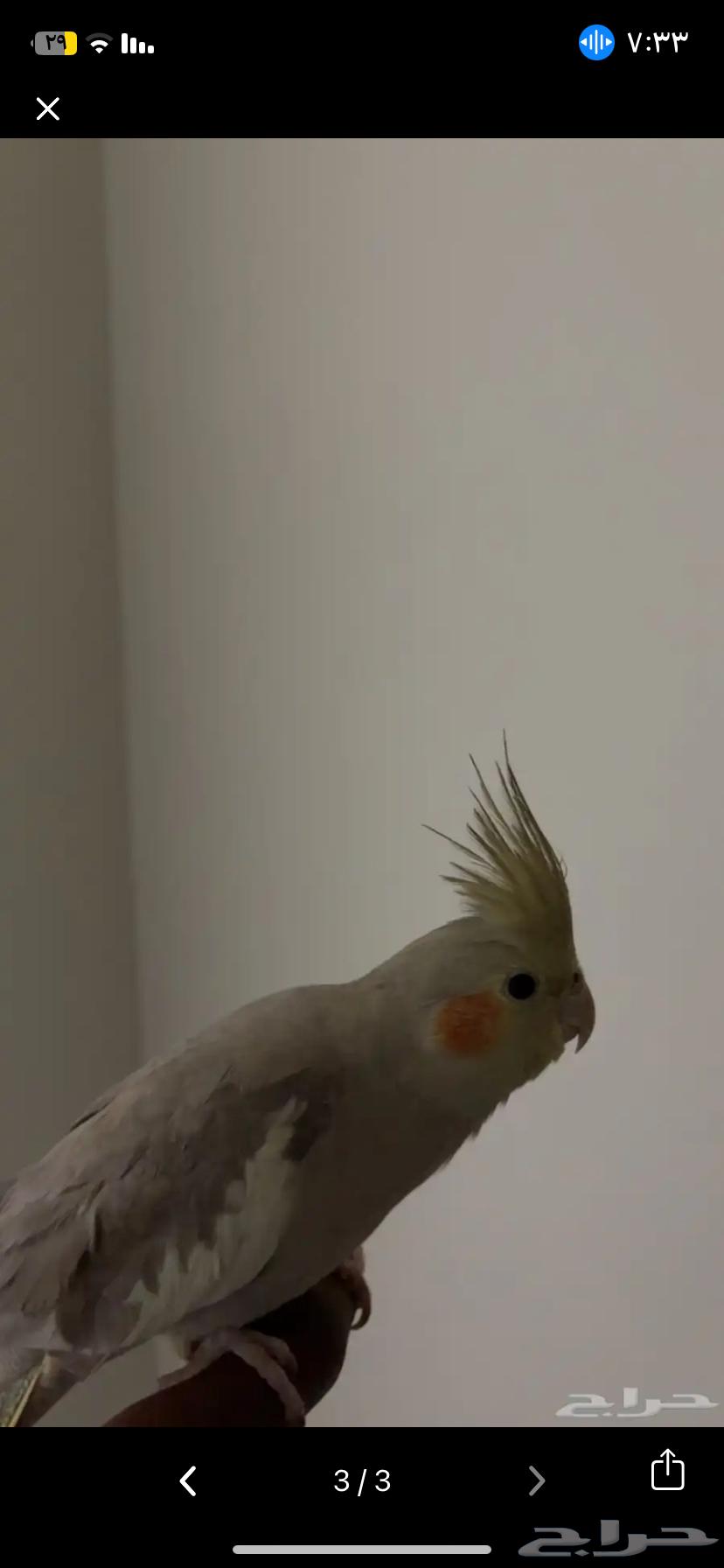 كروان اليف بدايت كلام يقول كلام غير مفهوم يحاول يلقط كلام63753231605762112
