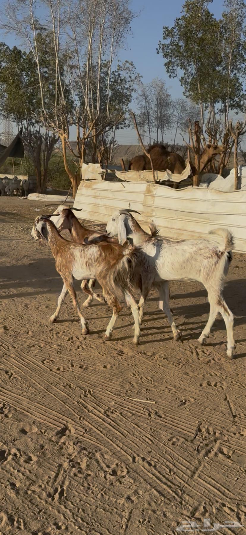 25 goats, one herd, male, sold for 820 no bargaining ((SOLD))63760388276225111
